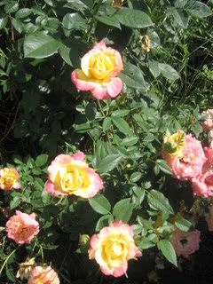 Bees Knees 2 photo camerajune122007011.jpg